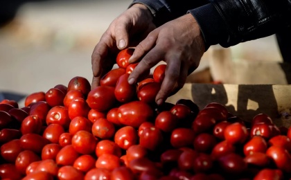 В России распределили тарифную льготу на беспошлинный ввоз 100 тысяч тонн томатов